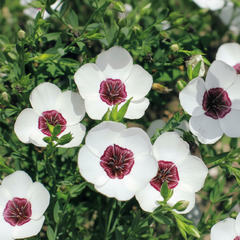 Bright Eyes Flax (Linum grandiflorum 'Bright Eyes')