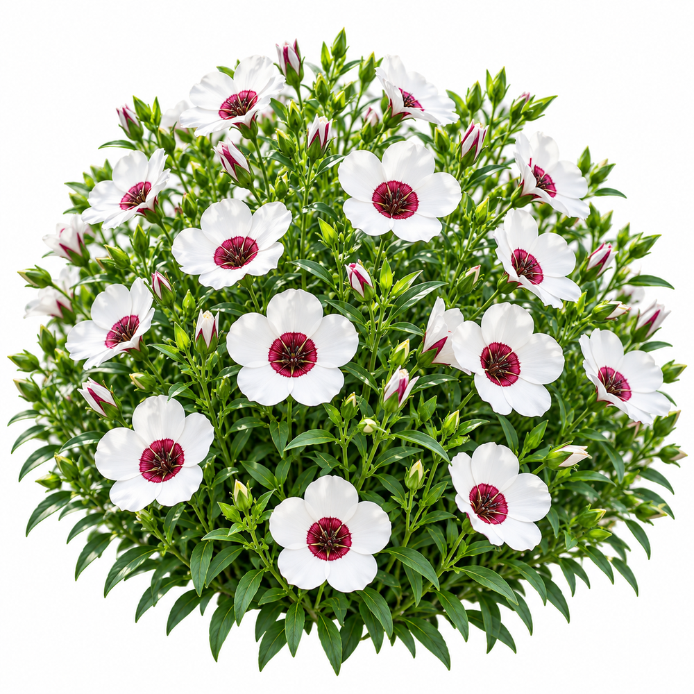 Bright Eyes Flax Linum grandiflorum with pale flowers and deep red-maroon centres – summer flower seeds for beds borders pots and grow bags in Pakistan