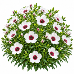 Bright Eyes Flax Linum grandiflorum with pale flowers and deep red-maroon centres – summer flower seeds for beds borders pots and grow bags in Pakistan