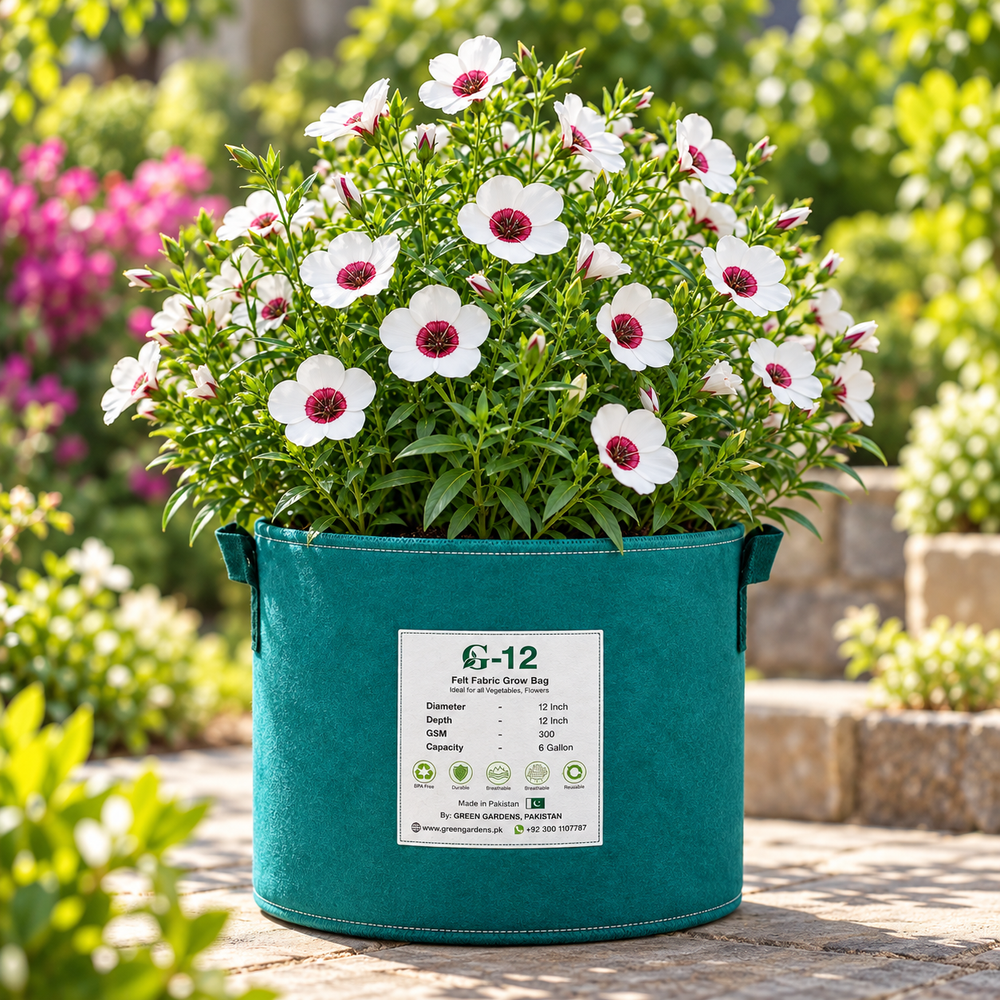 Bright Eyes Flax Linum grandiflorum with pale flowers and deep red-maroon centres – summer flower seeds for beds borders pots and grow bags in Pakistan