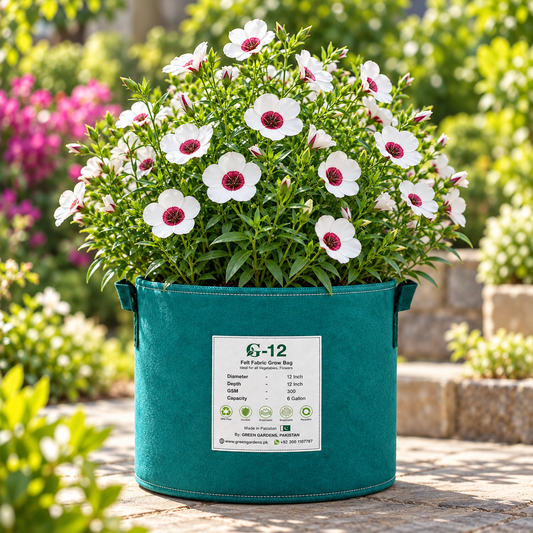 Bright Eyes Flax Linum grandiflorum with pale flowers and deep red-maroon centres – summer flower seeds for beds borders pots and grow bags in Pakistan