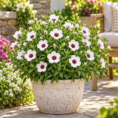 Bright Eyes Flax Linum grandiflorum with pale flowers and deep red-maroon centres – summer flower seeds for beds borders pots and grow bags in Pakistan
