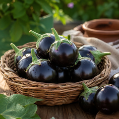 Round Purple F1 Hybrid brinjal with smooth glossy purple fruits – eggplant seeds for home gardening in Pakistan