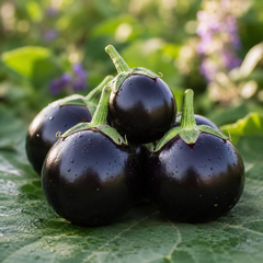 Round Purple F1 Hybrid brinjal with smooth glossy purple fruits – eggplant seeds for home gardening in Pakistan