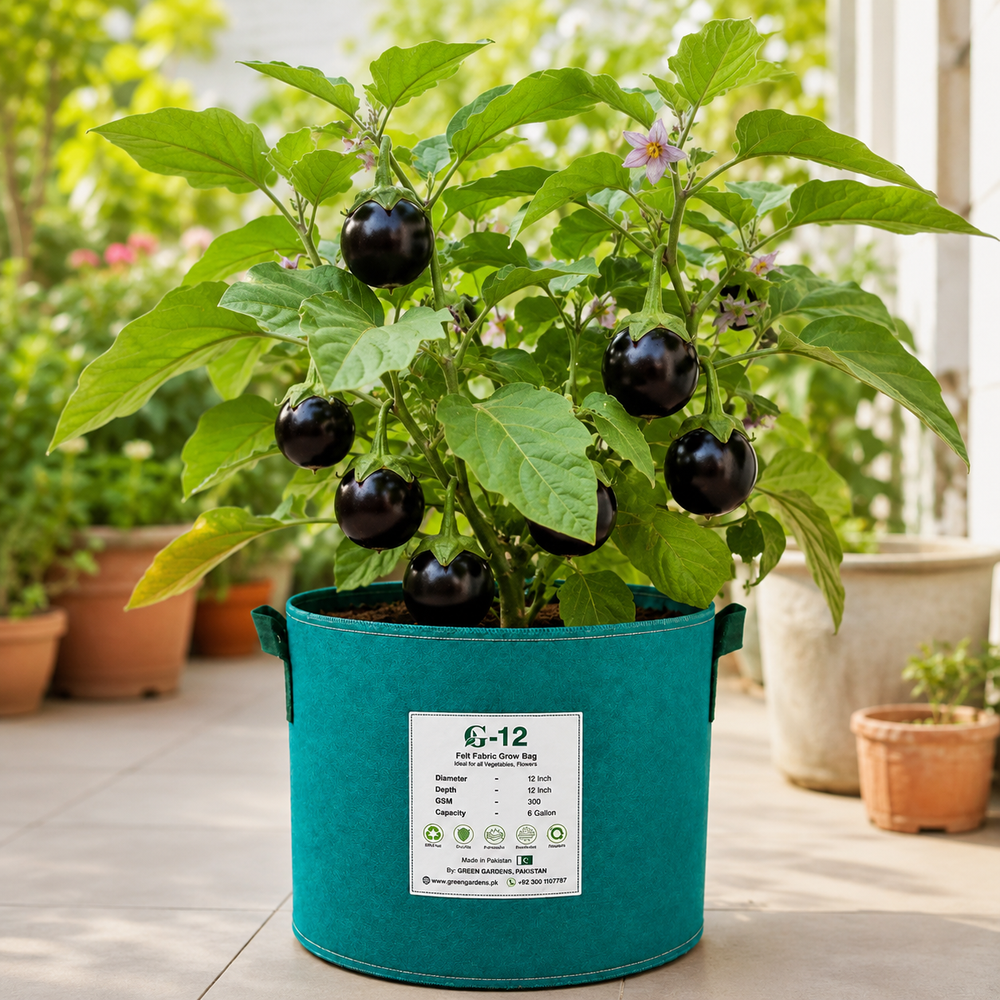 Round Purple F1 Hybrid brinjal with smooth glossy purple fruits – eggplant seeds for home gardening in Pakistan