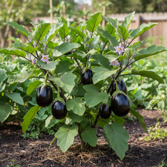 Brinjal Round Purple Seeds - F1 Hybrid (SUMMER/ WINTER)  بینگن گول