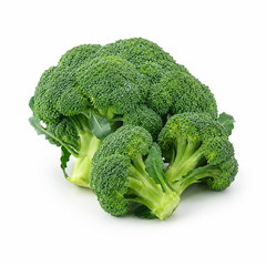 F1 Hybrid broccoli plant with compact fresh green head – winter broccoli seeds for home gardening in Pakistan