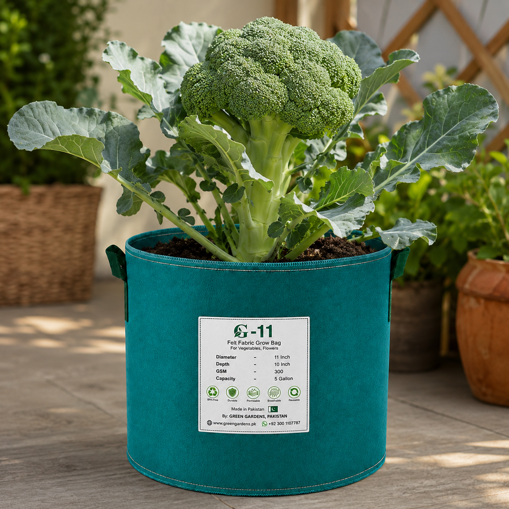 F1 Hybrid broccoli plant with compact fresh green head – winter broccoli seeds for home gardening in Pakistan