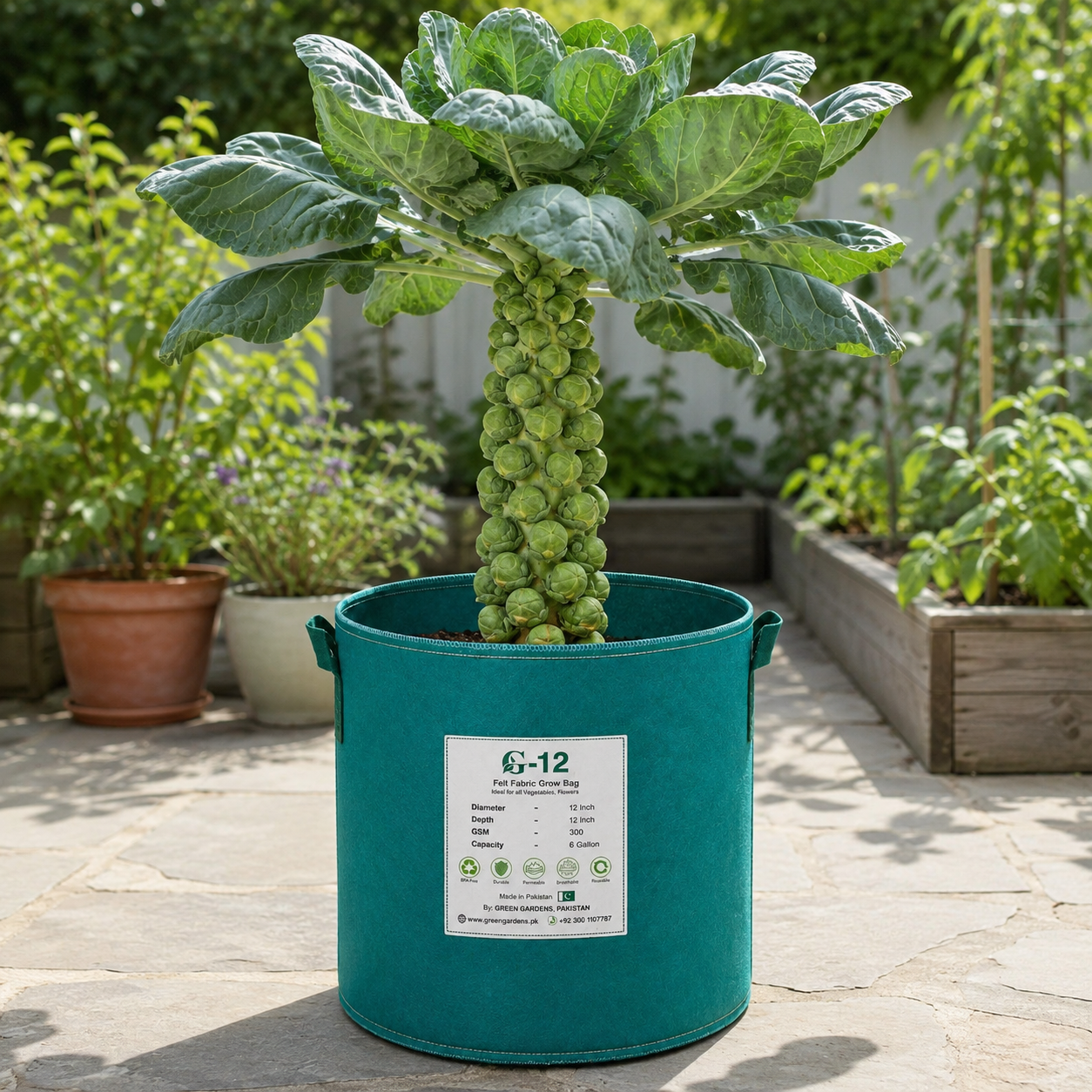 Fresh Brussels sprouts growing on tall green stems – winter vegetable seeds for kitchen gardening in Pakistan