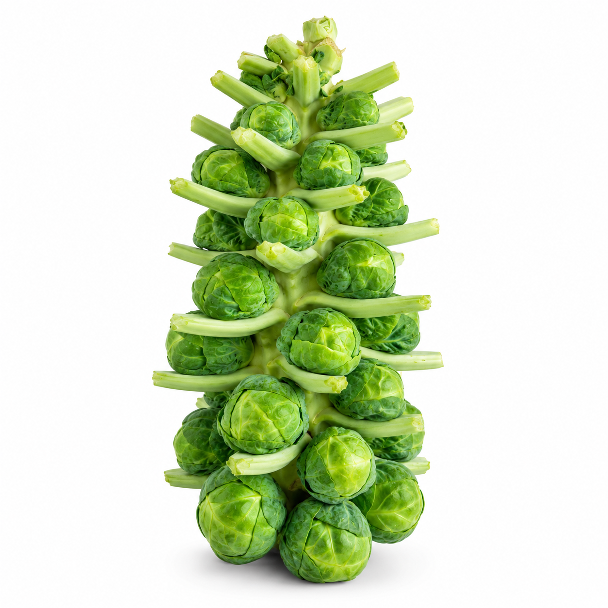Fresh Brussels sprouts growing on tall green stems – winter vegetable seeds for kitchen gardening in Pakistan