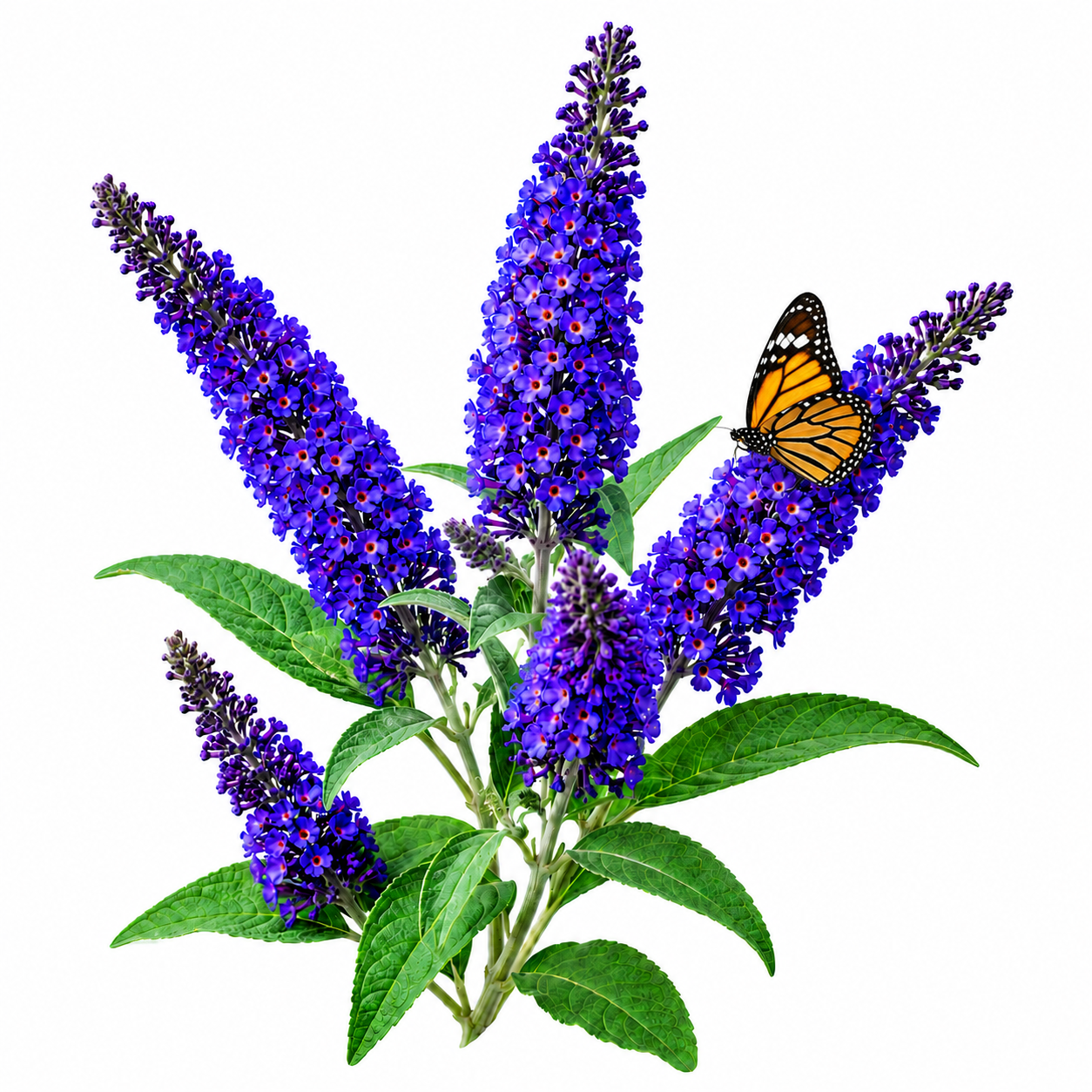 Buddleia Blue Seeds (Butterfly Bush)