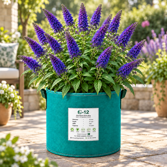 Buddleia Blue Seeds (Butterfly Bush)