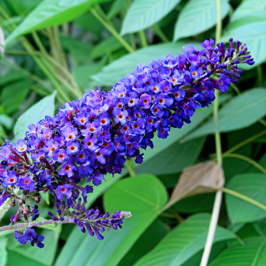 Buddleia Blue Seeds (Butterfly Bush)