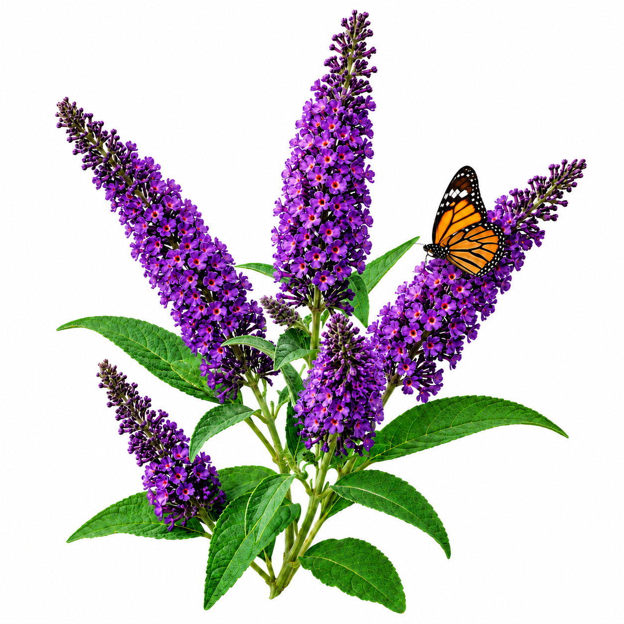 Buddleia Purple Seeds (Butterfly Bush)