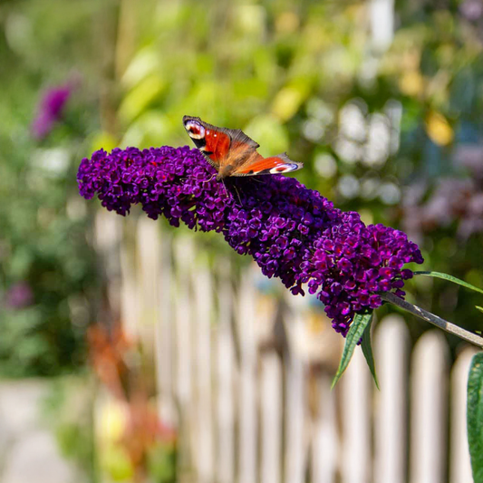 Buddleia Purple Seeds (Butterfly Bush)