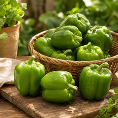 Green F1 Hybrid capsicum plant with glossy blocky green bell peppers – sweet pepper seeds for home gardening in Pakistan