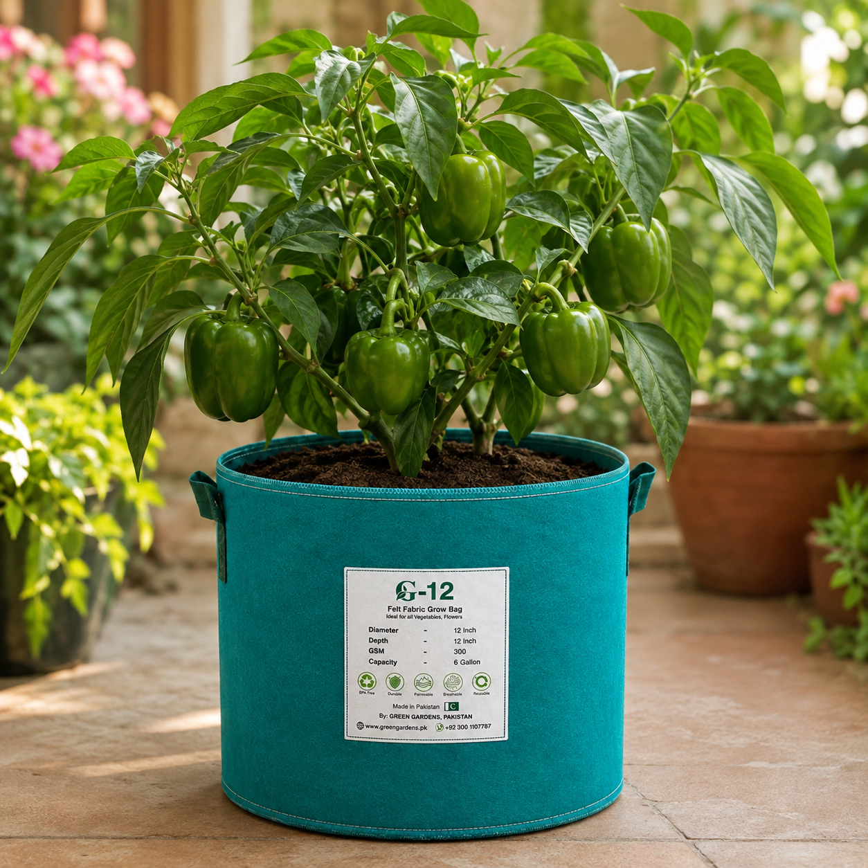 Green F1 Hybrid capsicum plant with glossy blocky green bell peppers – sweet pepper seeds for home gardening in Pakistan