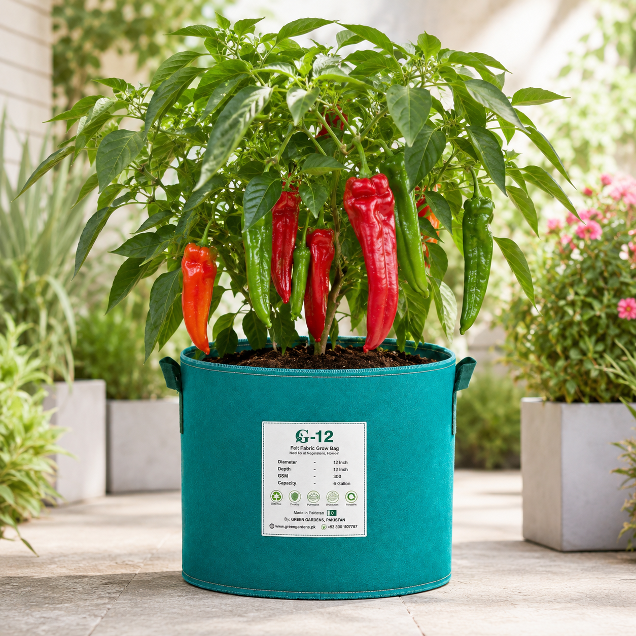 Bull’s Horn sweet pepper plant with long tapered horn-shaped fruits – pepper seeds for home gardening in Pakistan