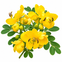 Senna bicapsularis perennial Butterfly Bush with bright yellow flowers – pollinator-friendly flowering shrub seeds for sunny gardens in Pakistan