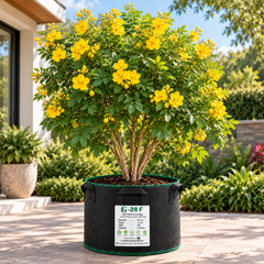 Senna bicapsularis perennial Butterfly Bush with bright yellow flowers – pollinator-friendly flowering shrub seeds for sunny gardens in Pakistan