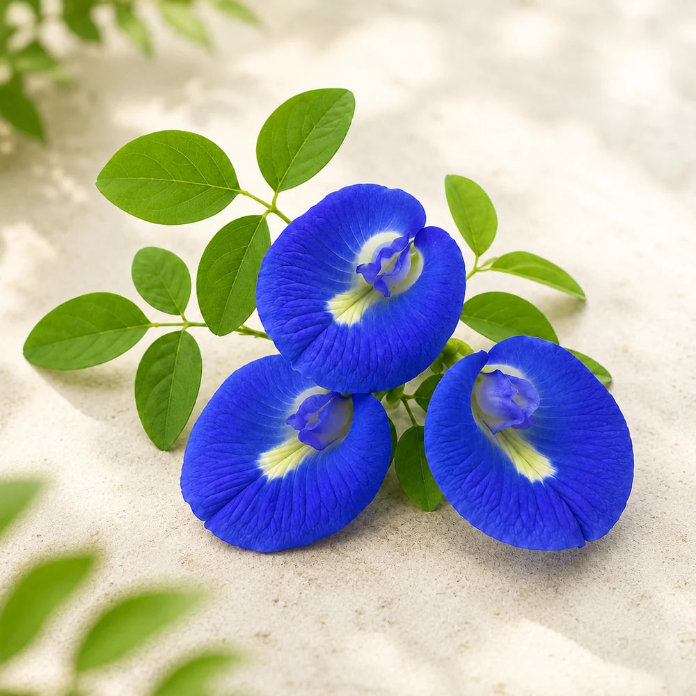 Butterfly Pea Blue Clitoria ternatea flowering climber with deep-blue butterfly-shaped flowers growing on a trellis – summer and winter flower seeds in Pakistan