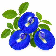 Butterfly Pea Blue Clitoria ternatea flowering climber with deep-blue butterfly-shaped flowers growing on a trellis – summer and winter flower seeds in Pakistan