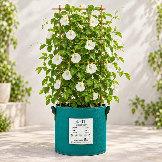Butterfly Pea White Clitoria ternatea flowering climber with pure white butterfly-shaped flowers growing on a trellis – summer and winter flowering vine seeds in Pakistan