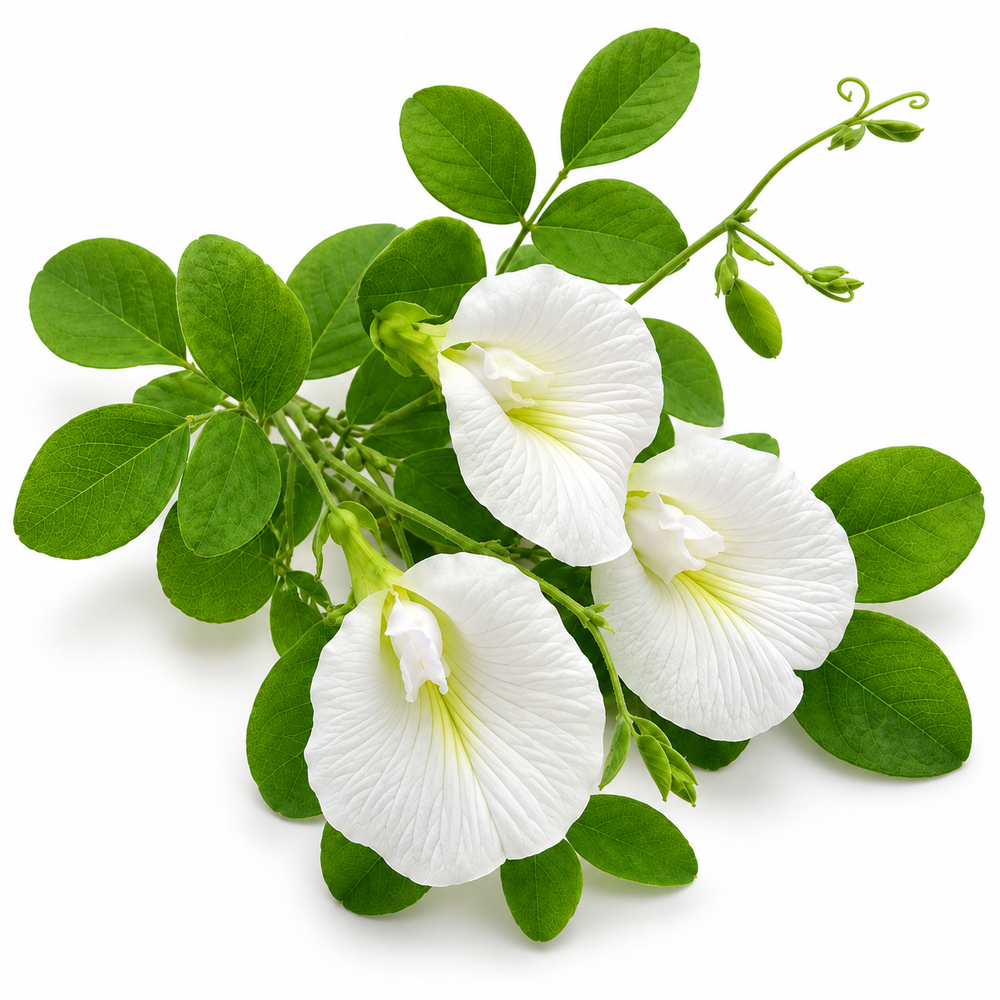 Butterfly Pea White Clitoria ternatea flowering climber with pure white butterfly-shaped flowers growing on a trellis – summer and winter flowering vine seeds in Pakistan