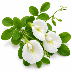 Butterfly Pea White Clitoria ternatea flowering climber with pure white butterfly-shaped flowers growing on a trellis – summer and winter flowering vine seeds in Pakistan