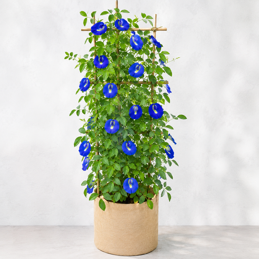 Butterfly Pea Blue Seeds – Clitoria Ternatea Flowering Climber (SUMMER/ WINTER)