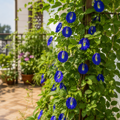 Butterfly Pea Blue Seeds – Clitoria Ternatea Flowering Climber (SUMMER/ WINTER)
