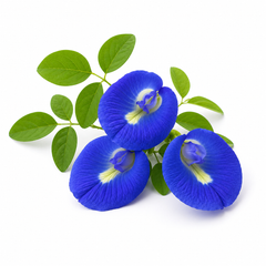Butterfly Pea Blue Seeds – Clitoria Ternatea Flowering Climber (SUMMER/ WINTER)