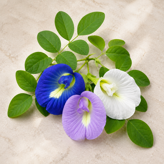 Butterfly Pea Mix Seeds – Clitoria Ternatea Flowering Climber (SUMMER/ WINTER)