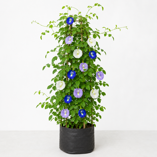 Butterfly Pea Mix Seeds – Clitoria Ternatea Flowering Climber (SUMMER/ WINTER)