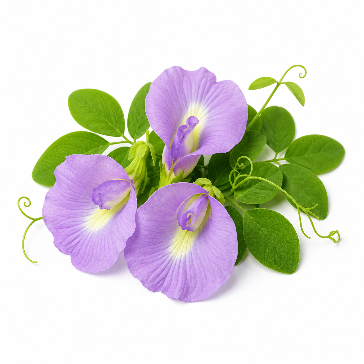 Butterfly Pea Purple Seeds – Clitoria Ternatea Flowering Climber (SUMMER/ WINTER)