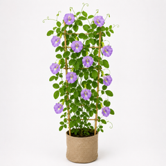 Butterfly Pea Purple Seeds – Clitoria Ternatea Flowering Climber (SUMMER/ WINTER)