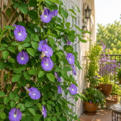Butterfly Pea Purple Seeds – Clitoria Ternatea Flowering Climber (SUMMER/ WINTER)