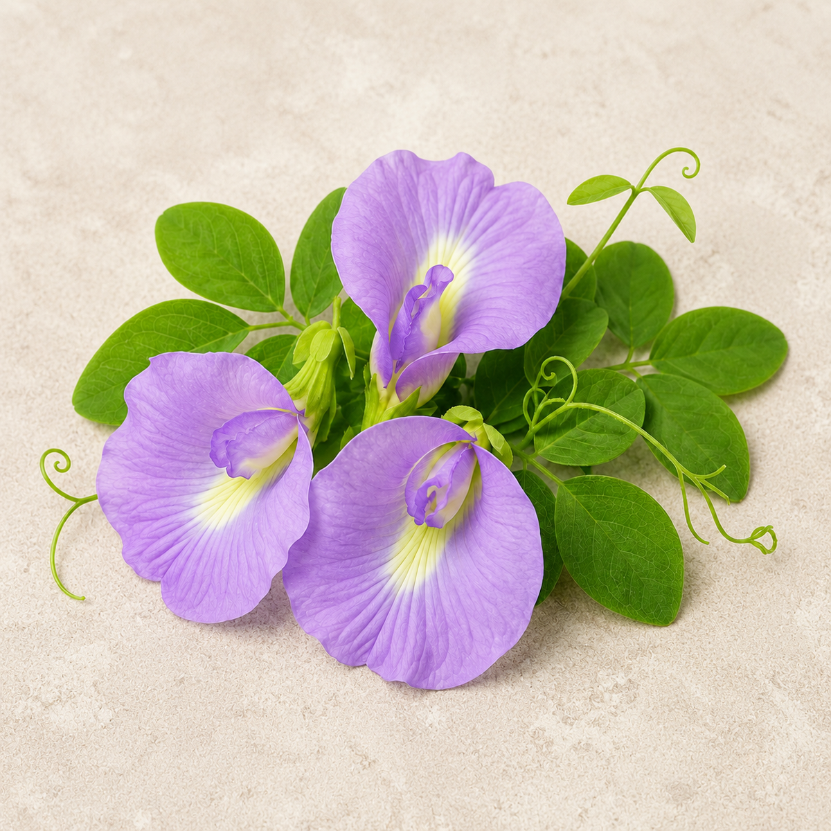 Butterfly Pea Purple Seeds – Clitoria Ternatea Flowering Climber (SUMMER/ WINTER)