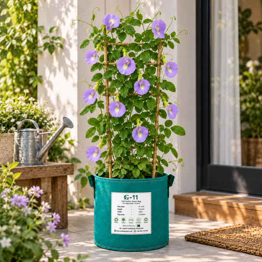 Butterfly Pea Purple Clitoria ternatea flowering climber with deep-purple butterfly-shaped flowers growing on a trellis – summer and winter flower seeds in Pakistan