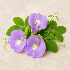 Butterfly Pea Purple Seeds – Clitoria Ternatea Flowering Climber (SUMMER/ WINTER)