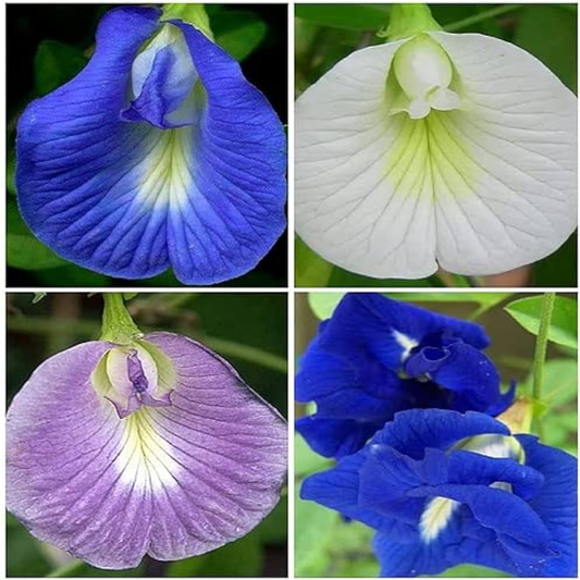 Butterfly Pea Seeds - Mix