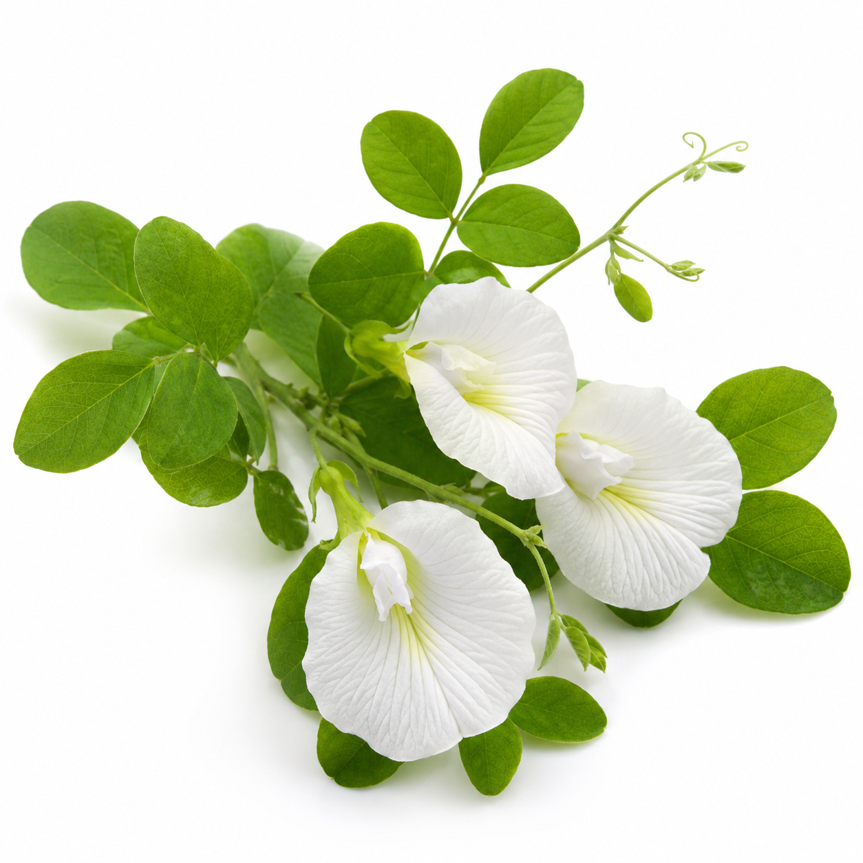 Butterfly Pea White Seeds – Clitoria Ternatea Flowering Climber (SUMMER/ WINTER)