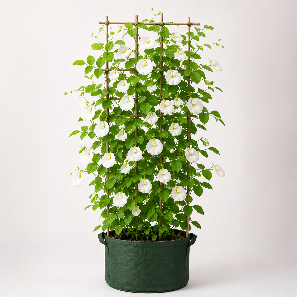 Butterfly Pea White Seeds – Clitoria Ternatea Flowering Climber (SUMMER/ WINTER)