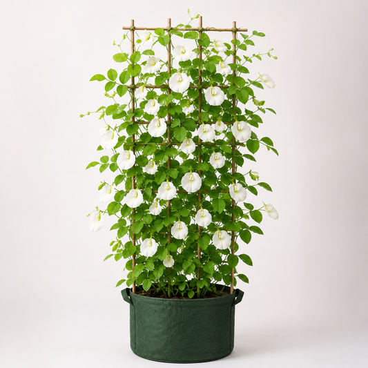 Butterfly Pea White Seeds – Clitoria Ternatea Flowering Climber (SUMMER/ WINTER)