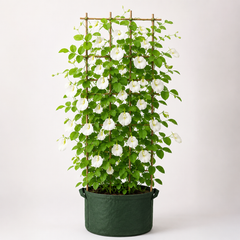 Butterfly Pea White Seeds – Clitoria Ternatea Flowering Climber (SUMMER/ WINTER)