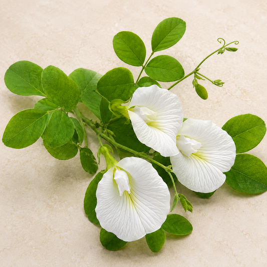 Butterfly Pea White Seeds – Clitoria Ternatea Flowering Climber (SUMMER/ WINTER)