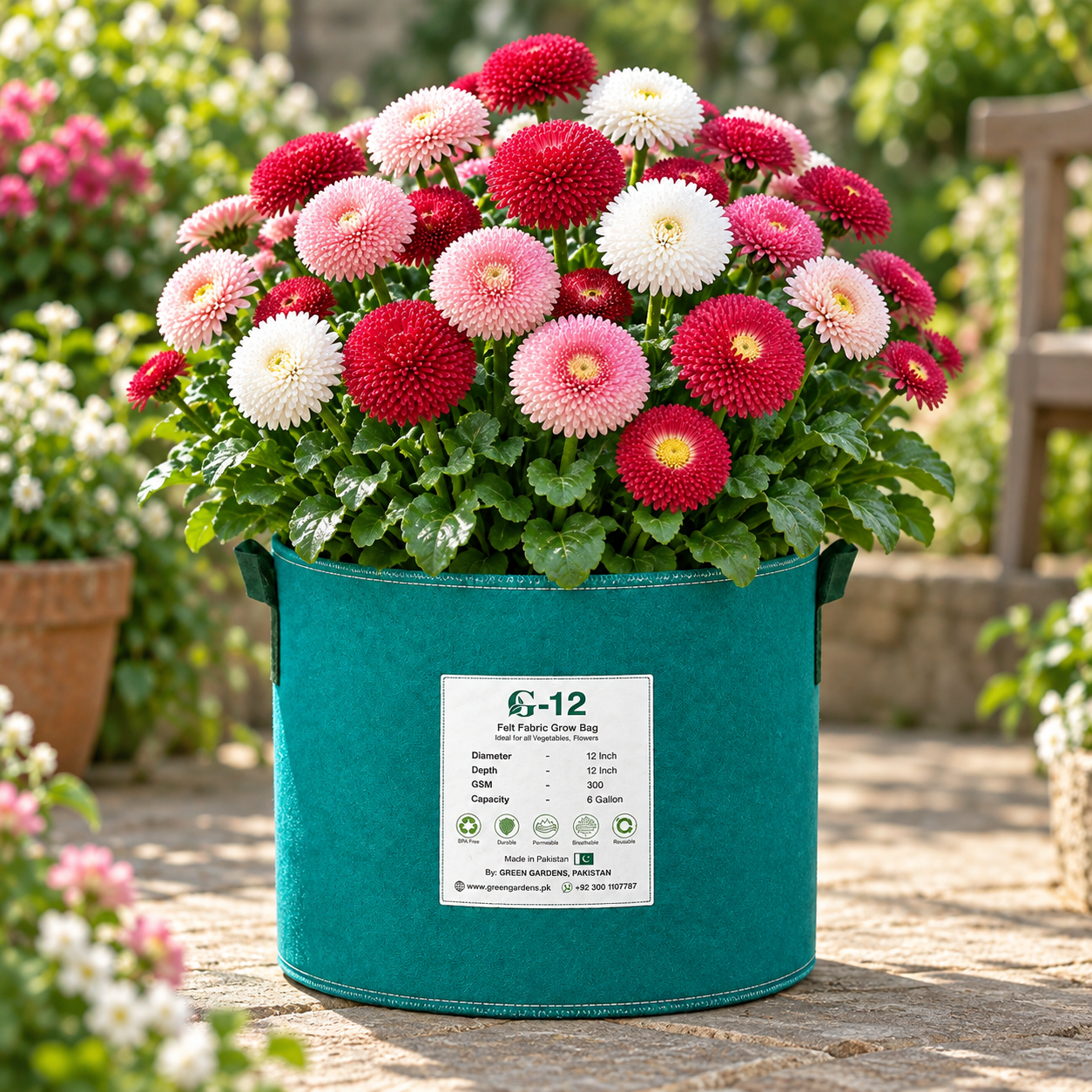 Button Daisy Bellis perennis with compact button-like flowers and green rosette foliage – winter flower seeds for pots, borders and edging in Pakistan