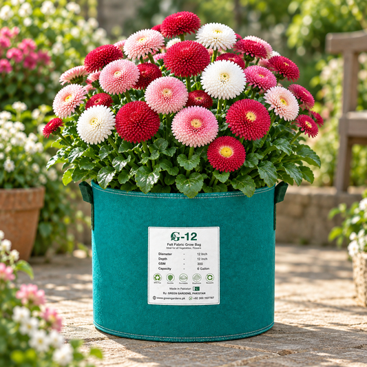 Button Daisy Bellis perennis with compact button-like flowers and green rosette foliage – winter flower seeds for pots, borders and edging in Pakistan