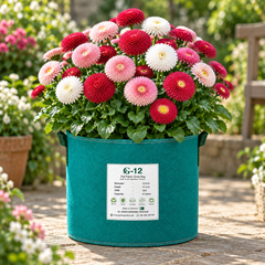 Button Daisy Bellis perennis with compact button-like flowers and green rosette foliage – winter flower seeds for pots, borders and edging in Pakistan