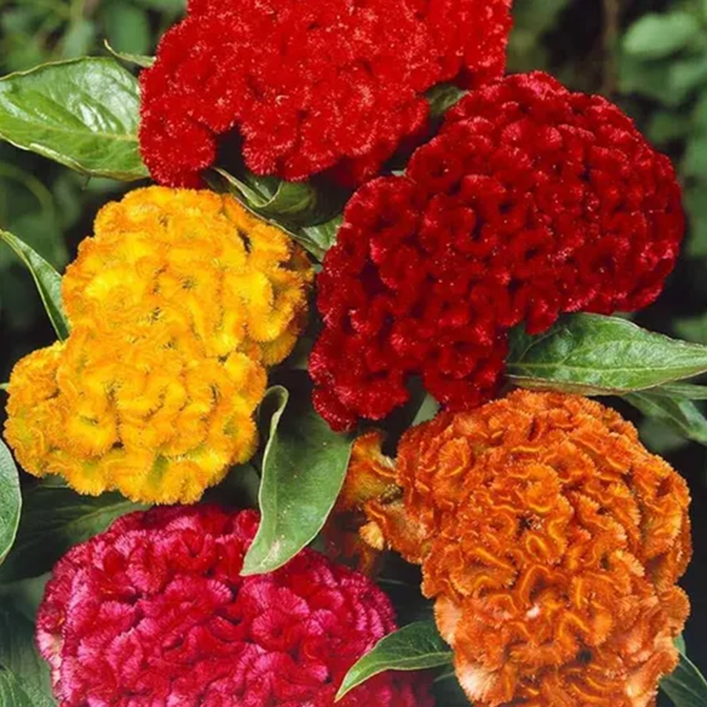 Cockscomb Seeds - Celosia Cristata (SUMMER) کلغہ